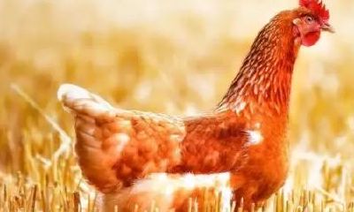 为什么说属鸡的人命不好（属鸡的几点出生最好命）