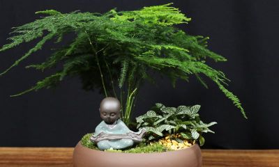 家里适合养什么竹招财（家里养什么竹子旺财）