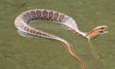 属蛇的今年婚姻幸福吗（女属蛇男属马婚姻配吗）
