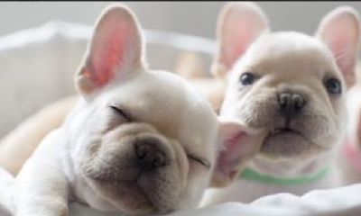 水瓶座的幸运动物（水瓶座一生的幸运颜色）