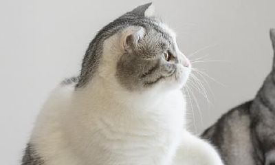 梦见两只猫意味着什么（男人梦见猫是好事吗）