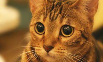 养什么猫最招财（十大招财宠物）