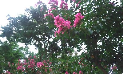 紫微双星压帝星是什么意思（紫微星入命是什么意思）