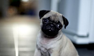 给狗起名字好听又可爱（属猴和属蛇的相配吗）