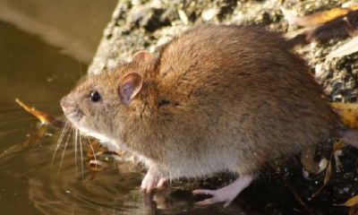 老鼠是生肖之首吗（打死老鼠是什么生肖）