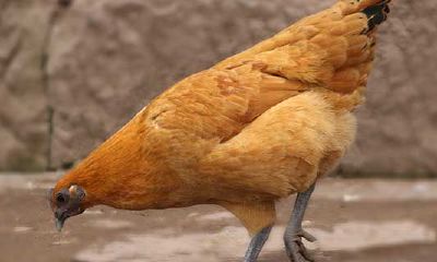 属鸡的十二月出生好不好（属鸡的命是一等命）