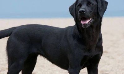 小黑狗是辟邪还是招财狗啊（辟邪的黑狗是什么品种）