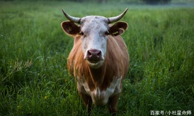 近期爱情运势最好生肖（十二生肖每日爱情运势）