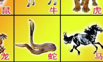十二生肖的属性和特点（十二生肖最全属性表图）