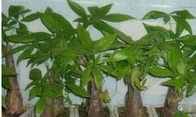 招财树叶子上有粘液怎么回事（招财树如何剪枝更茂盛）