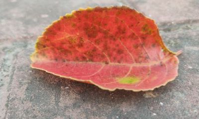 耳朵长得高的人面相（耳朵比眉毛高的人面相）