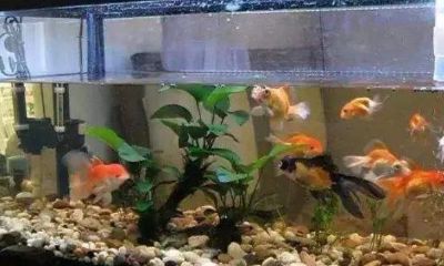 鱼缸放哪里聚财（家里鱼缸放哪里风水好）