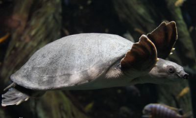 招财龟是什么颜色（招财龟的寓意是什么）