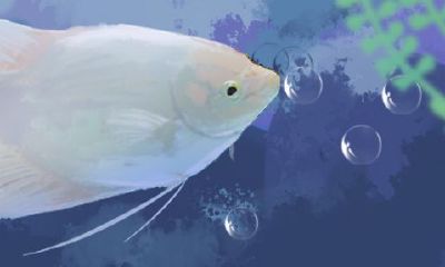 招财鱼可以压着养吗（招财鱼一般养几条是最好）