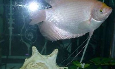 家养招财鱼寿命（招财鱼一般能活多少年）