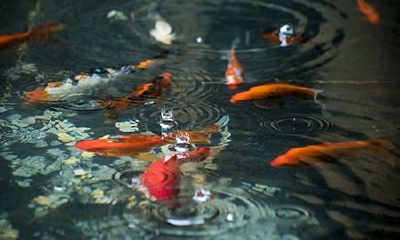 孕晚期做梦梦到鱼和水（孕晚期老是梦到鱼什么意思呀）