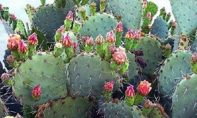 属龙的人家里养什么花（属羊的人家里适合养什么花）