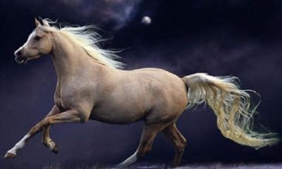 马的生肖配对最好（属马的和属猪的合不合）