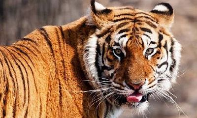 双胞胎起名字女孩大咪小咪（什么星座和白羊座最合）