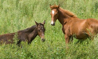 今年54岁属马是什么命（属马54岁出生是什么命）