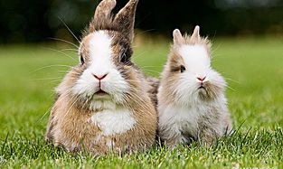 生肖兔射手座（属牛射手男的性格特点）