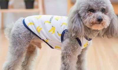 小泰迪起个什么名字招财（泰迪起名字大全可爱的）