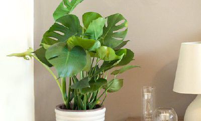 女性办公桌摆放风水（办公桌摆放风水）