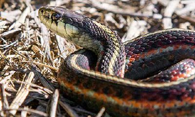 梦见被蛇咬了一下是什么预兆（昨晚上梦见被蛇咬了是什么预兆）