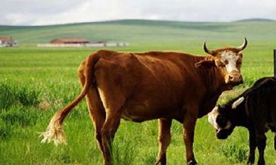 2023属牛的女人全年运势（2023年属牛女性）