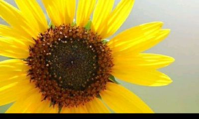 面相分男女吗（怎么看面相生男生女）