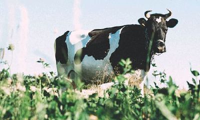 属牛农历二月初二出生好吗（属牛几月出生最好男）