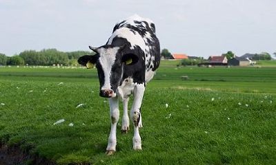 属牛的人2023年运程下半年（2023年属牛人的全年每月运势）