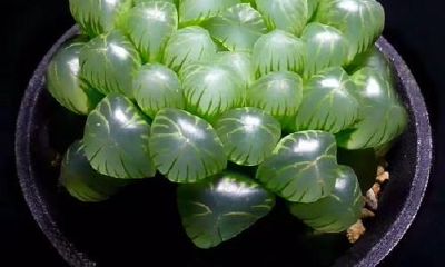 属鸡怎么改运（属鸡的人怎么招财转运）