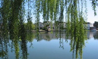 观音灵签无心插柳柳成荫（观音灵签5签求姻缘女）