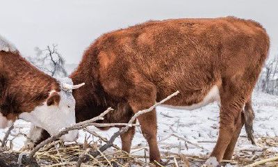 属牛和属兔的人在一起合不合（生肖牛女和兔男婚配）