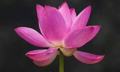 2023年属猪女有两喜（生肖猪2023年喜事）