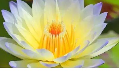 属兔的网名能带财的名字（属兔起名字适合用的字）