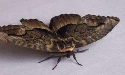 黑飞蛾飞进家里代表吉凶（黑色飞蛾代表什么预兆）