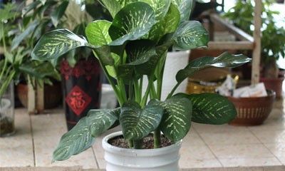 客厅聚财放什么植物（客厅放什么花好招财又聚财呢）