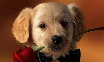 姻缘轮回的生肖（26岁属什么生肖）