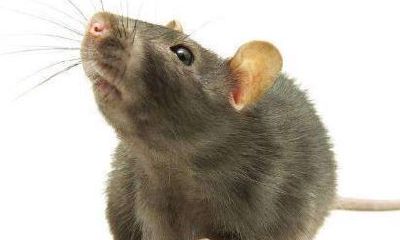 梦见老鼠是什么征兆十二生肖（自己梦见老鼠是什么预兆）