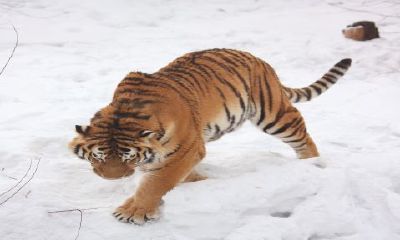 属羊女人和属虎男人相配吗（属虎女和属鼠男相配吗）