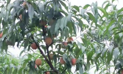 放鼓有什么风水讲究（门口镇宅辟邪什么最好）