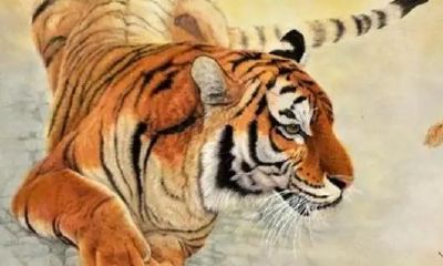 属虎分别是哪些年的（1990年属马的姻缘是什么属相）