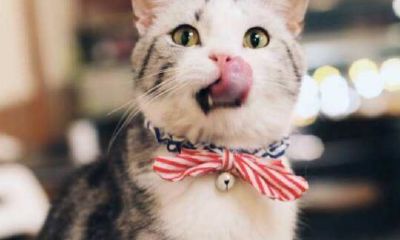 十二生肖为什么没有猫呢（十二生肖的重要文化意义）