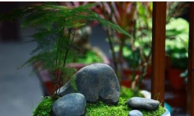 文竹风水摆放禁忌（文竹的风水旺财作用）