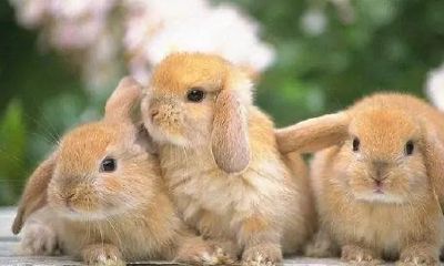 十二生肖生肖马生肖狗生肖兔（狗为什么喜欢属兔）