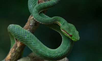 请问生肖蛇在2023年运势如何（77年属蛇人今年运势）