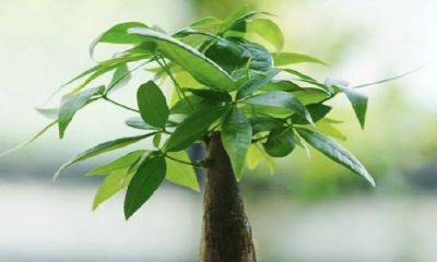 招财树插枝可以活吗（招财树剪下来可以活么）