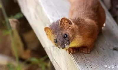 黄大仙44只（黄大仙怎么成仙的）